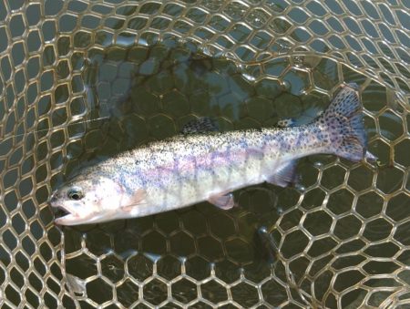 ライズがいっぱい ～大安トラウトレイク～